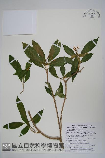 蘿芙木藏品圖，第1張