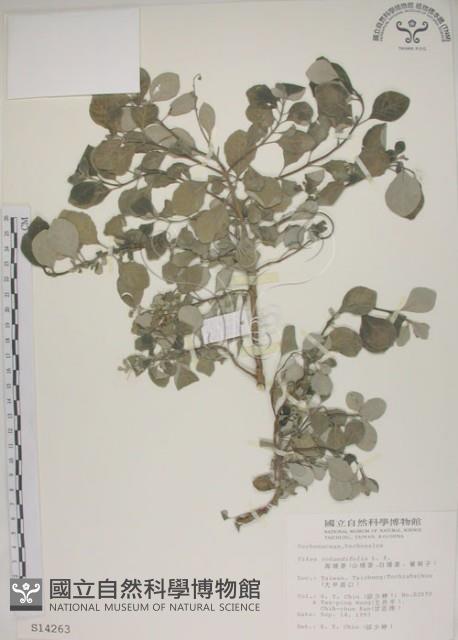 海埔姜藏品圖，第1張