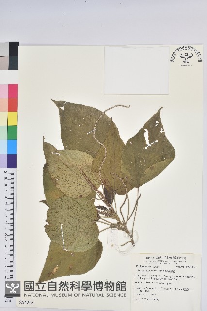 紅頭鐵莧、蘭嶼鐵莧藏品圖，第1張