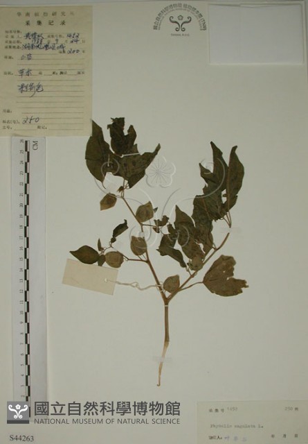燈籠草藏品圖，第1張