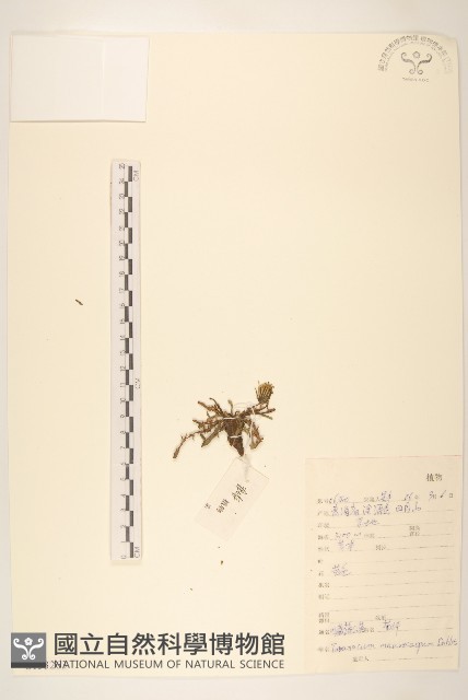 川藏蒲公英藏品圖，第1張