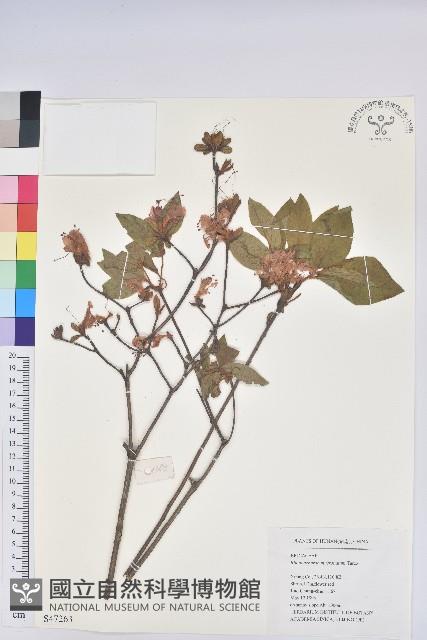 白花杜鵑藏品圖，第1張