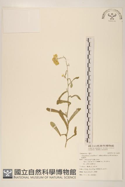 鼠麴草藏品圖，第1張