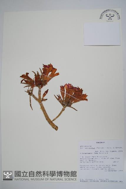 沙漠玫瑰藏品圖，第1張