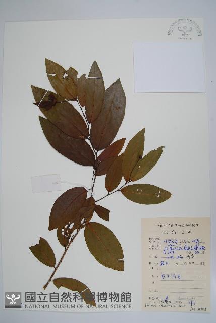 假鷹爪藏品圖，第1張