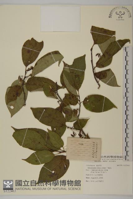 十齒花藏品圖，第1張