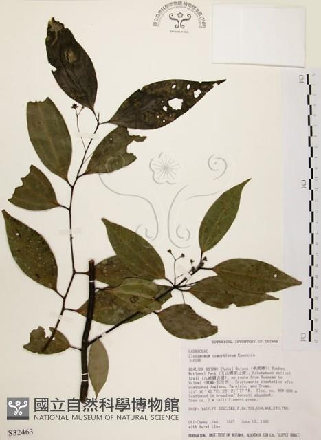 土肉桂藏品圖，第1張