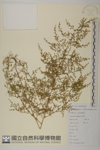 青蒿藏品圖，第1張