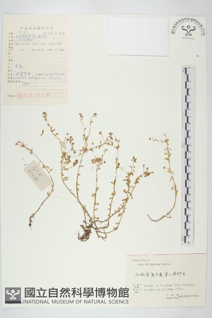 珠芽佛甲草藏品圖，第1張