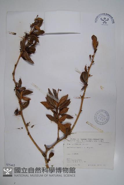 臺灣小蘗藏品圖，第1張