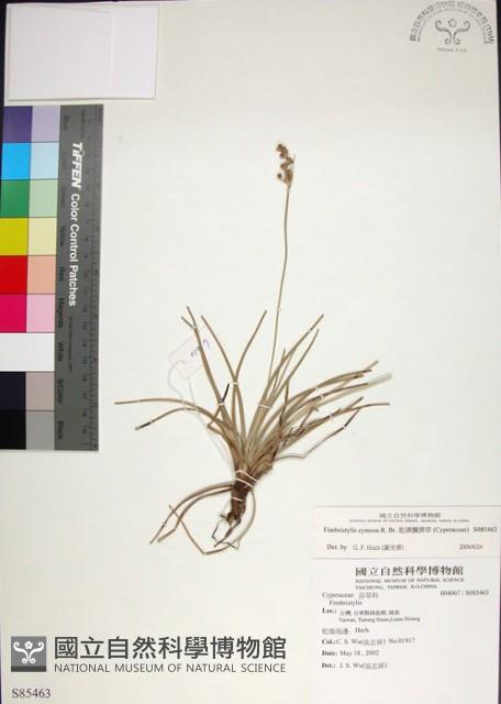 乾溝飄拂草藏品圖，第1張