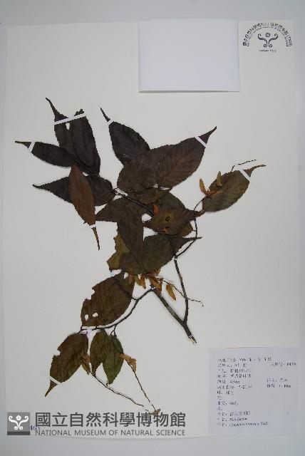 雷公鵝耳櫪藏品圖，第1張