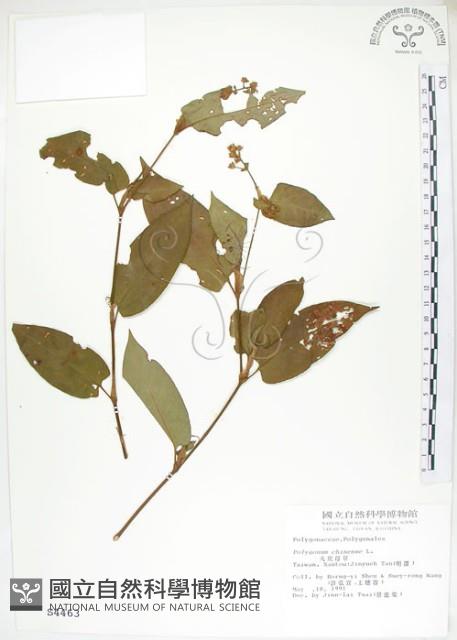 火炭母草、清飯藤藏品圖，第1張