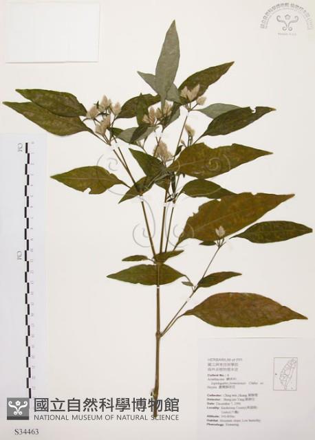 臺灣鱗球花藏品圖，第1張