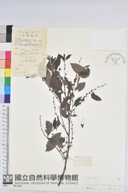 果盒子藏品圖，第1張