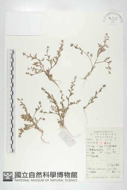 廣東葶藶藏品圖，第1張