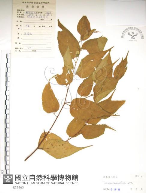 銳葉山黃麻藏品圖，第1張