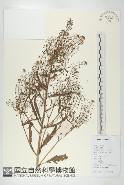 獨行菜藏品圖，第1張