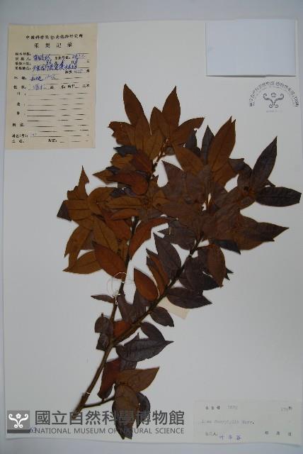 黃毛冬青藏品圖，第1張