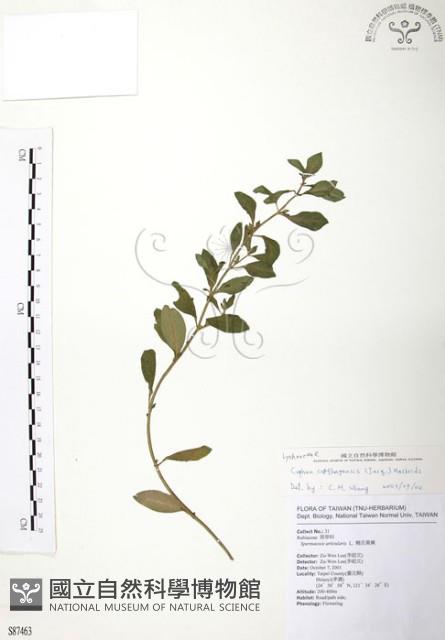 克非亞草藏品圖，第1張