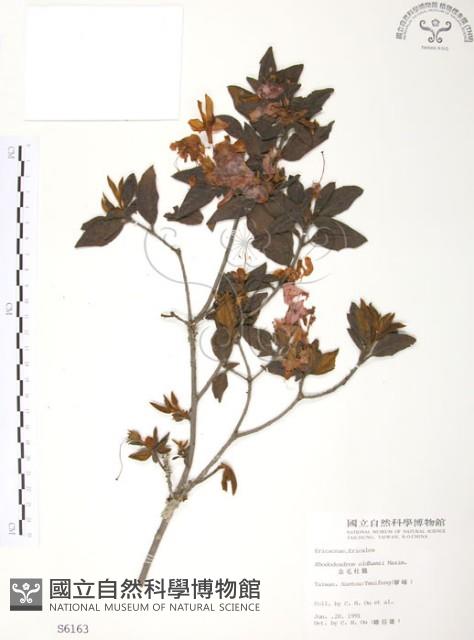 金毛杜鵑藏品圖，第1張