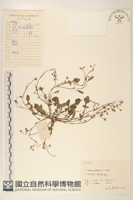 稻槎菜藏品圖，第1張