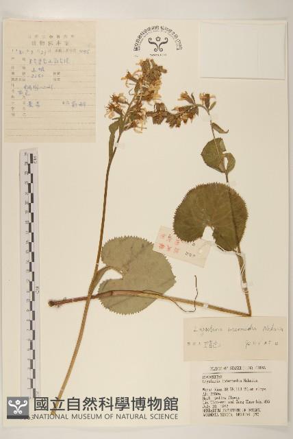 狹苞橐吾藏品圖，第1張