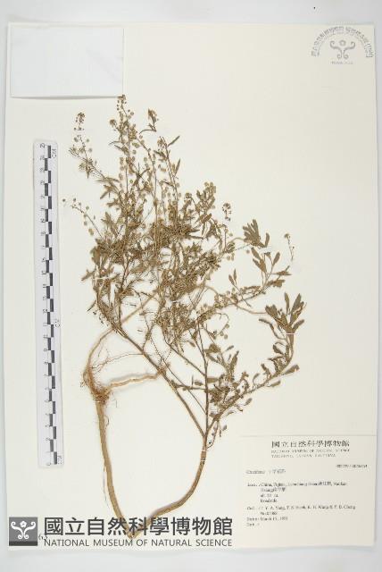 登錄號:S046163藏品圖，第1張