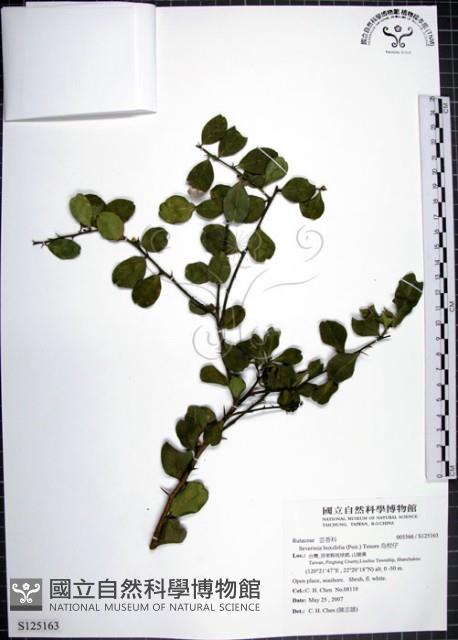 烏柑仔藏品圖，第1張