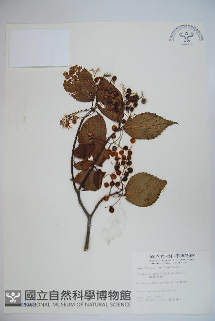 樺葉莢迷、玉山莢迷藏品圖，第1張