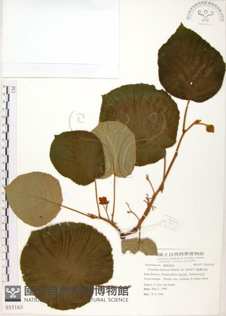 臺灣羊桃藏品圖，第1張