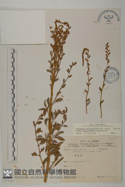 變葉藜藏品圖，第1張