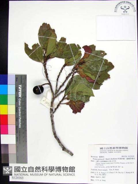 柿葉野櫻、蘭嶼野櫻花藏品圖，第1張