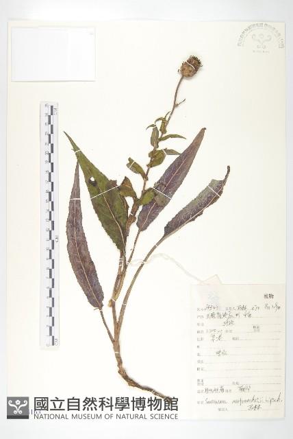 耳葉鳳毛菊藏品圖，第1張