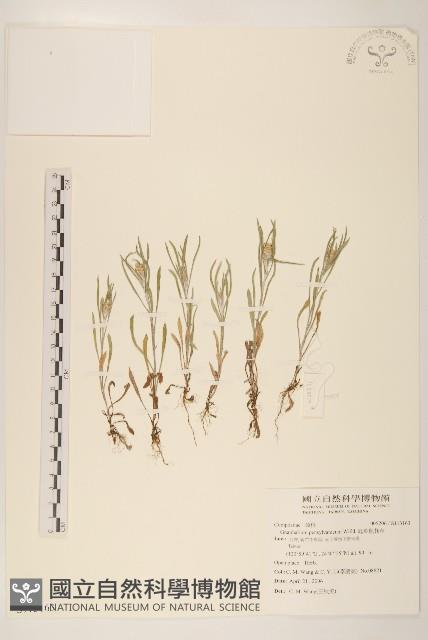 匙葉鼠麴草藏品圖，第1張