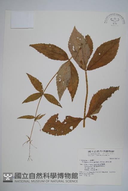 展枝沙參藏品圖，第1張