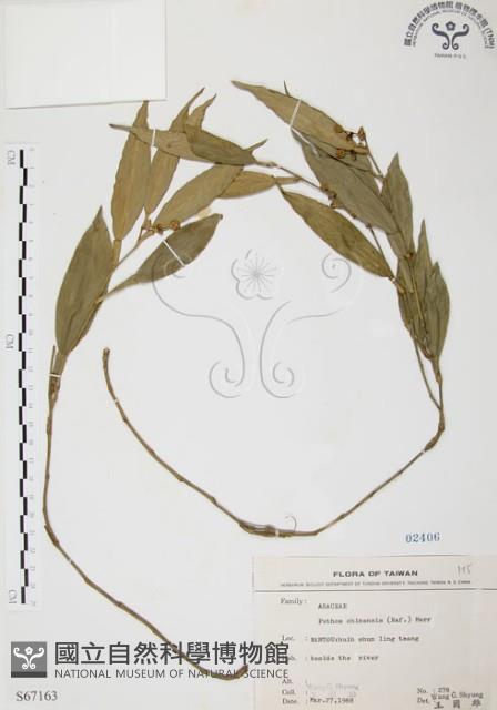 柚葉藤藏品圖，第1張