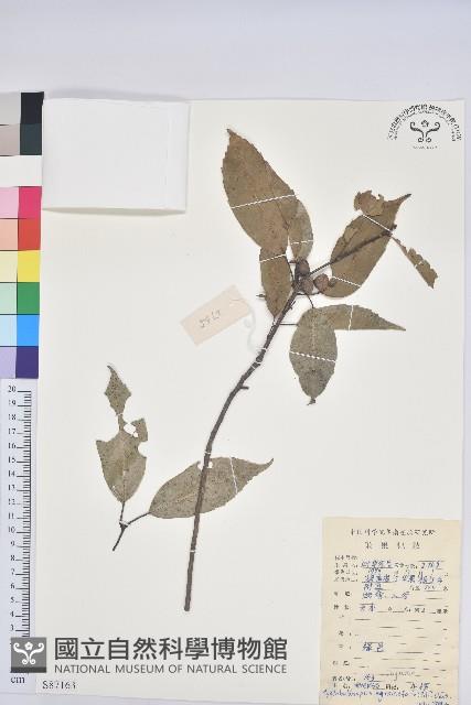 細葉青剛、黑稠、黑櫟、小葉青剛藏品圖，第1張