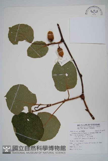 臺灣羊桃藏品圖，第1張