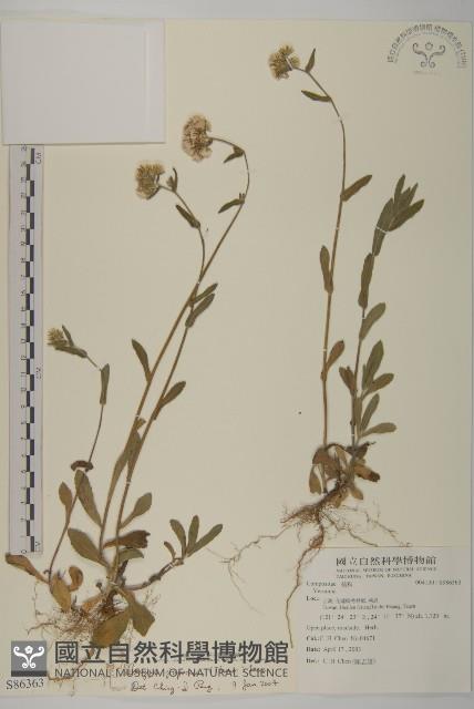 日本假蓬藏品圖，第1張