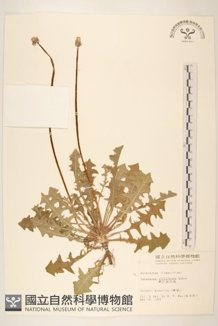 西洋蒲公英藏品圖，第1張