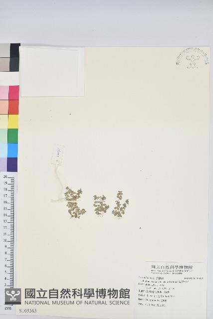 匐根大戟藏品圖，第1張