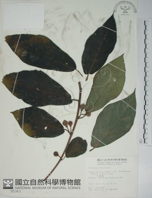 牛乳榕藏品圖，第1張