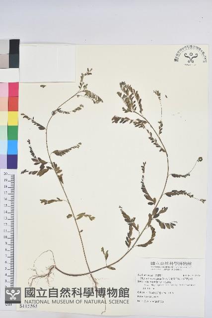 擬葉下珠、細葉油柑藏品圖，第1張