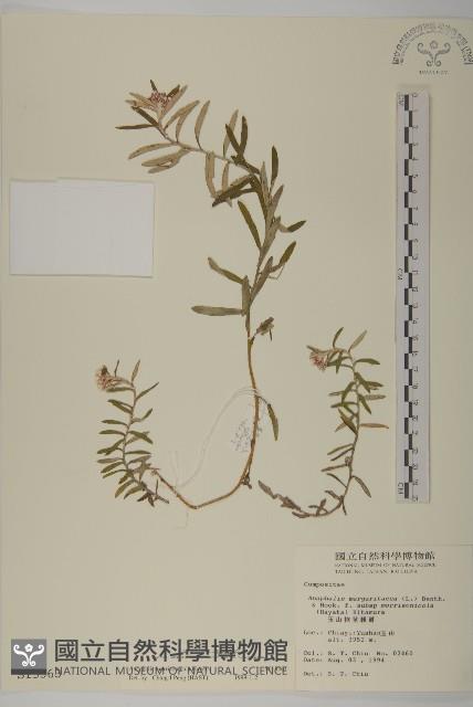 玉山抱莖籟簫藏品圖，第1張