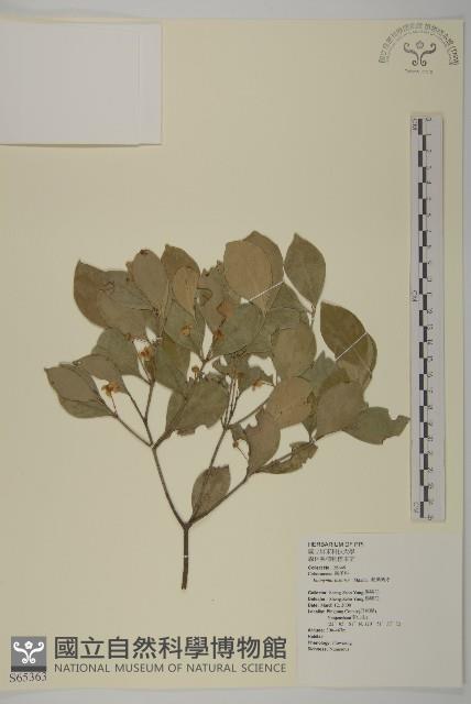 菱葉衛矛藏品圖，第1張