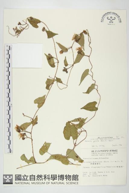 菜欒藤藏品圖，第1張