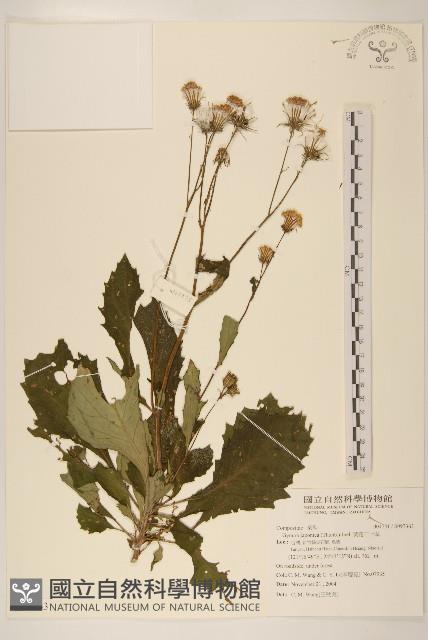 黃花三七草藏品圖，第1張