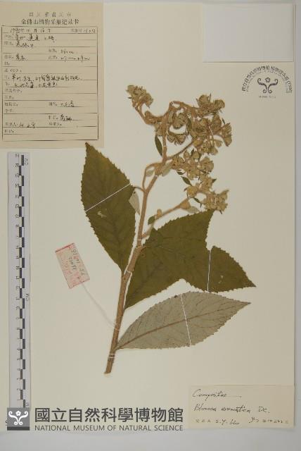 薄葉艾納香藏品圖，第1張