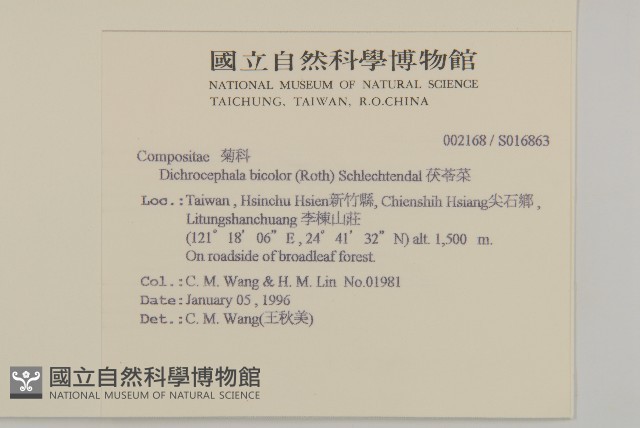 茯苓菜藏品圖，第1張